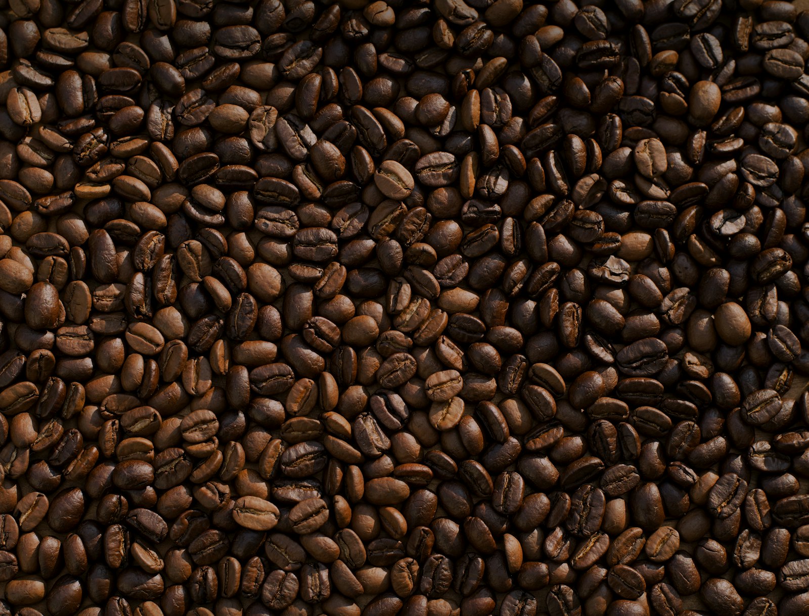 Glossy roasted coffee beans up close
